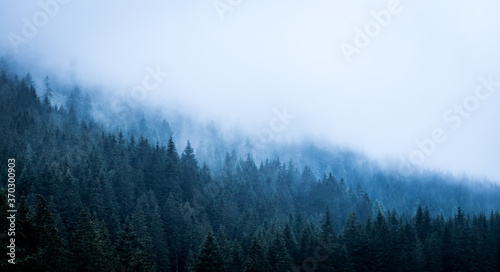 Magical atmosphere in the foggy forest  Morning  Austria