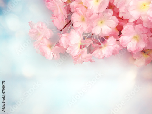 Fototapeta Naklejka Na Ścianę i Meble -  spring background flowering white sakura cherry flowers tree and abstract bokeh