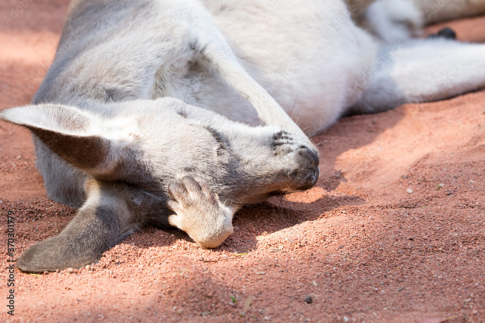 Fototapeta premium Grey Kangaroo resting on a hot Australian daytime.