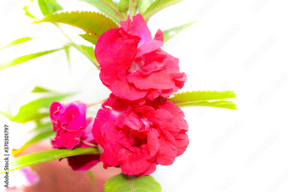 Fototapeta premium bouquet of flowers