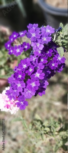 Verbena Flowers 