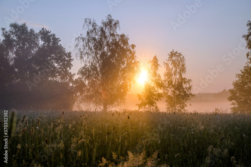 Morning dawn among the trees in the field 
