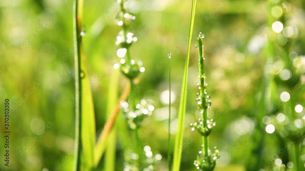 green grass with dew drops during sunrise green grass with dew drops during sunrise