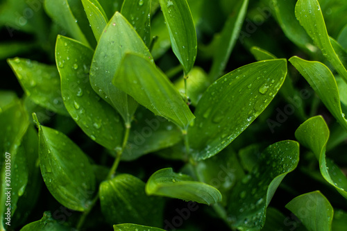 green leaves with water droplets dew detail