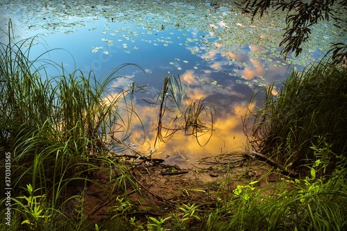 View of a section of the river bank with grass, water reflecting the sky and water lilies