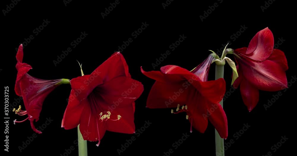 Timelapse of red Amaryllis flowers blooming on black background