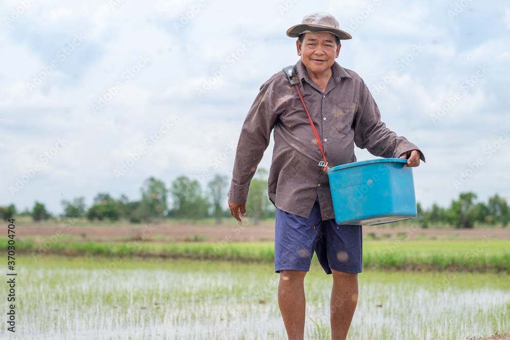 Old asian farmer man sowing seedlings at a rice field. Old asian farmer man sowing seedlings at a rice field.