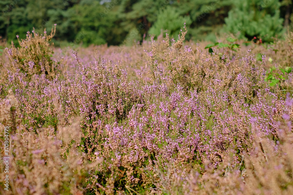 Obraz premium Moorland with purple heather