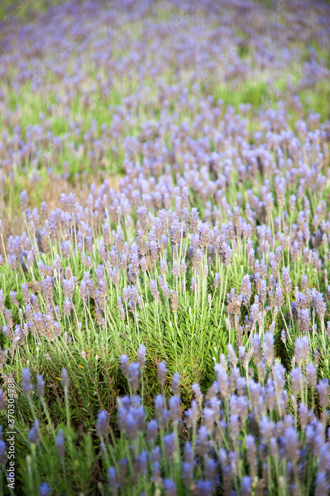 Naklejka premium Moorland with purple heather