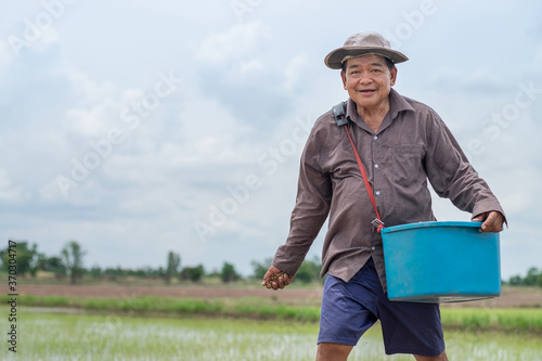 Old asian farmer man is throwing seedlings paddy at a rice field.