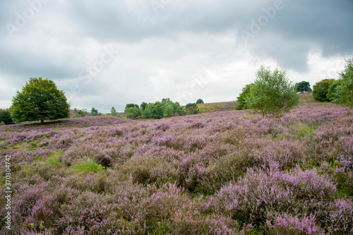 Moorland with purple heather