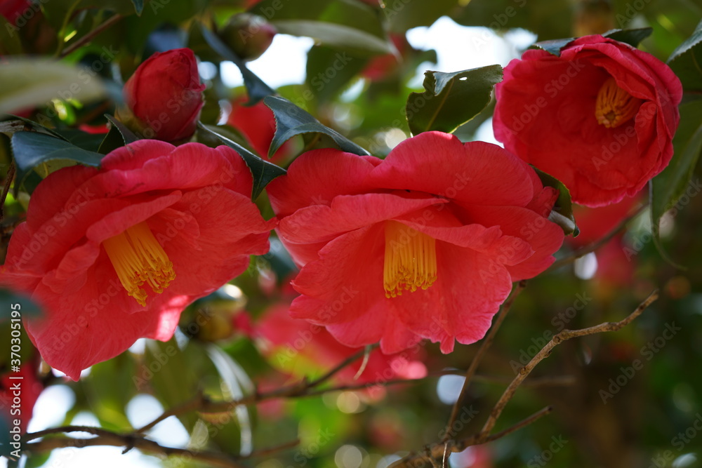 Light Red Flower of Camellia in Full Bloom
Light Red Flower of Camellia in Full Bloom
