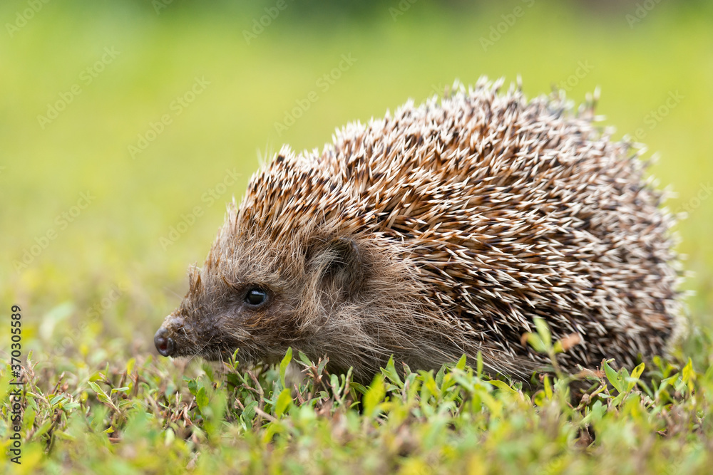 hedgehog on the grass.. hedgehog on the grass..
