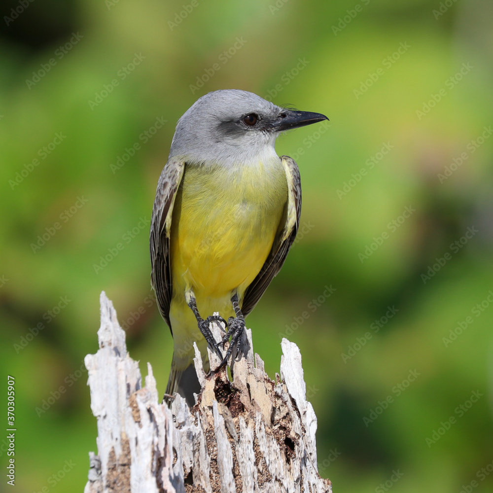 Obraz premium Tropical Kingbird