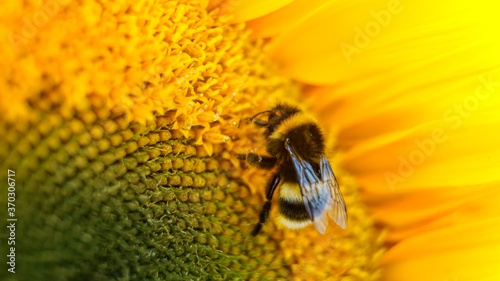 bee on sunflower