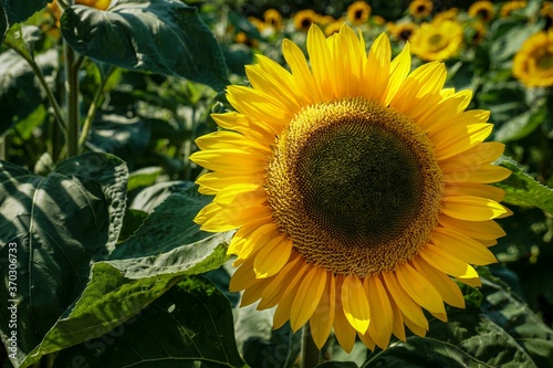 field of sunflowers