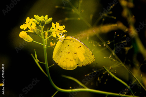Photography yellow butterfly on green background