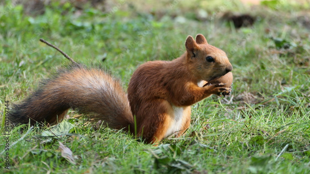 squirrel on the ground squirrel on the ground