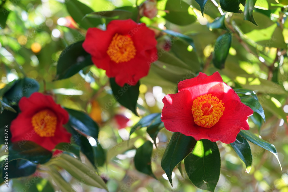 Light Red Flower of Camellia in Full Bloom
Light Red Flower of Camellia in Full Bloom