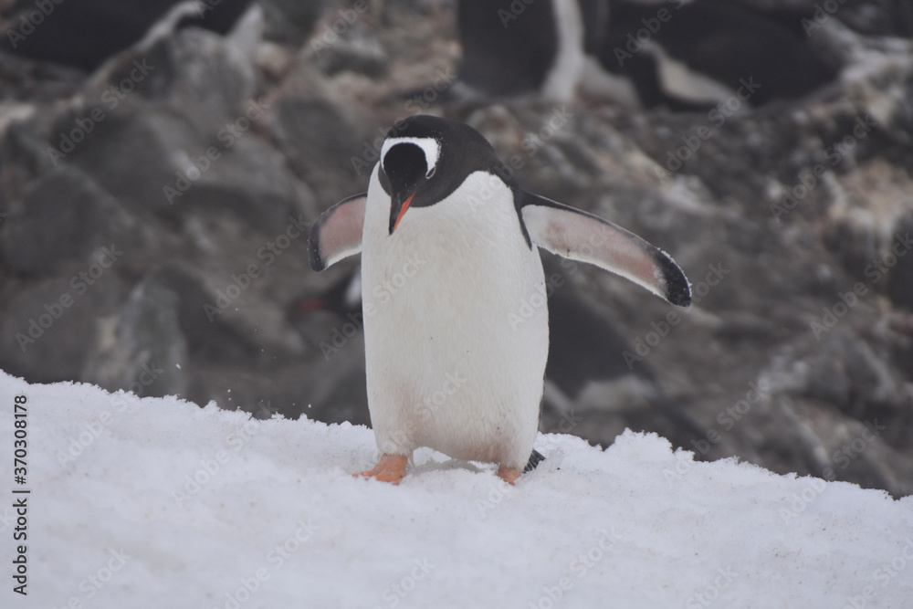 Fototapeta premium Gentoo penguin in Barrientos Island, Antarctica