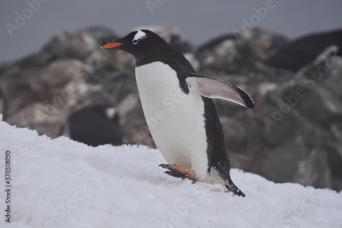 Gentoo penguin in Barrientos Island  Antarctica