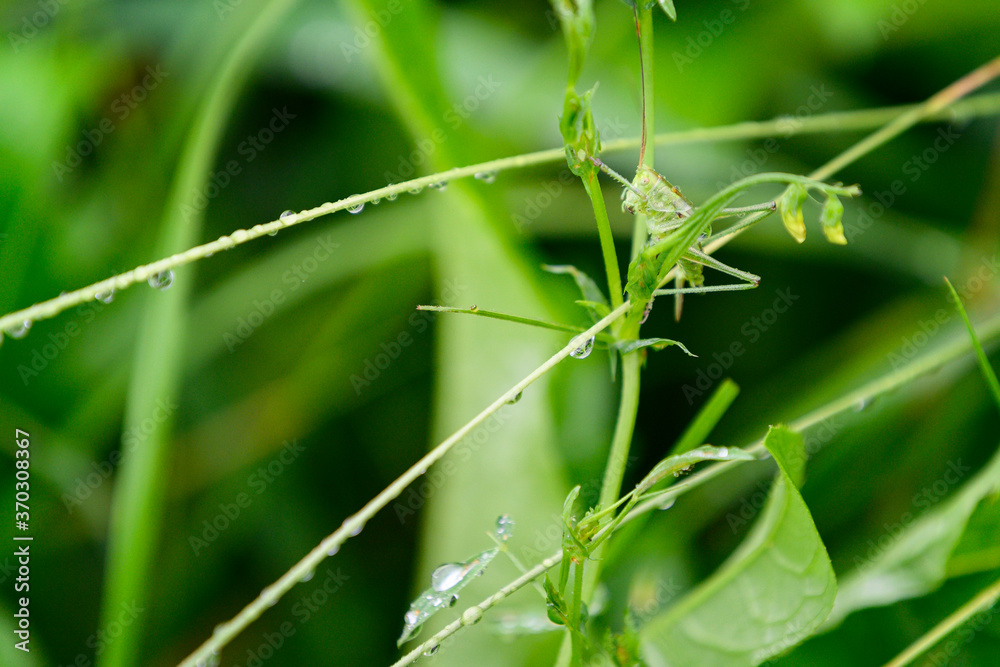 Grasshopper on a green leaf of grass with dew. Grasshopper on a green leaf of grass with dew.