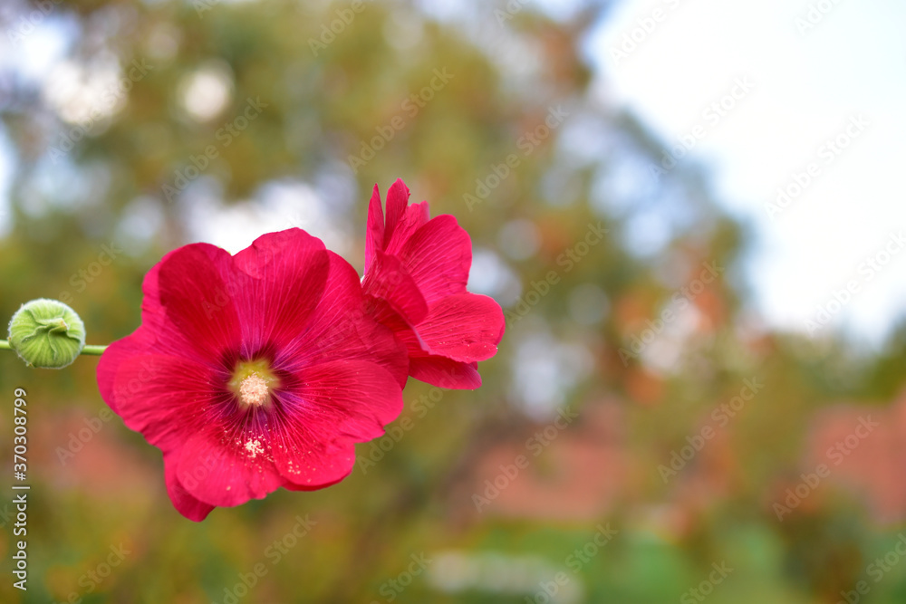 Pink and red mallow flowers against a sunset blue sky Pink and red mallow flowers against a sunset blue sky