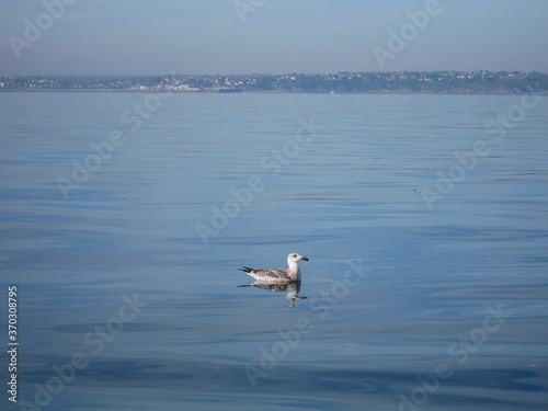 Seagull on the sea
