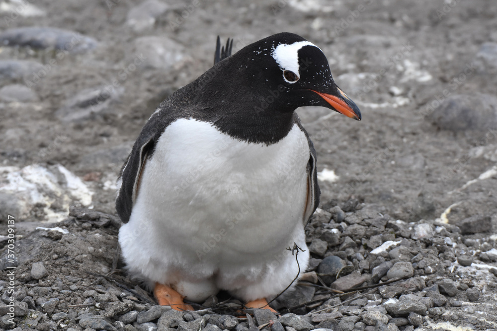 Fototapeta premium Gentoo penguin incubating their eggs in Barrientos Island, Antarctica