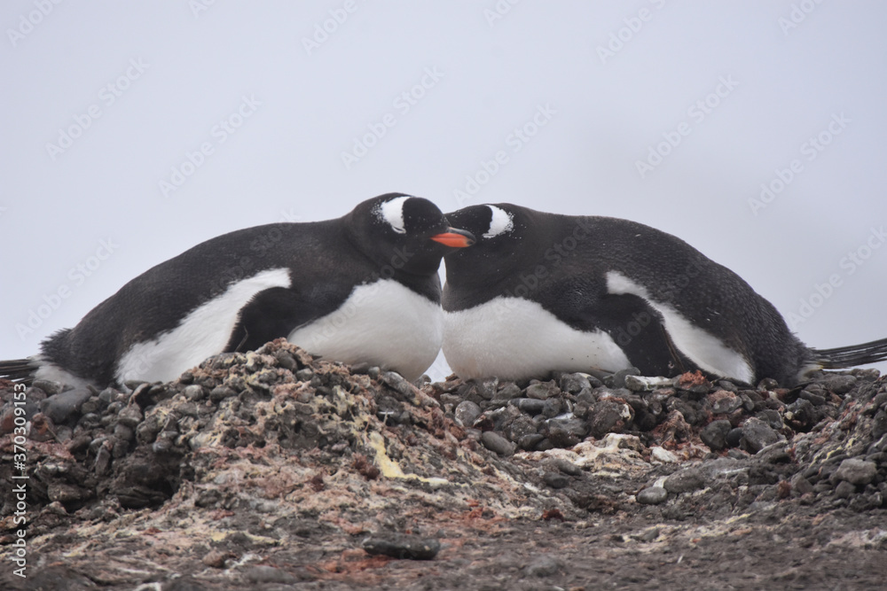Fototapeta premium Gentoo penguin incubating their eggs in Barrientos Island, Antarctica