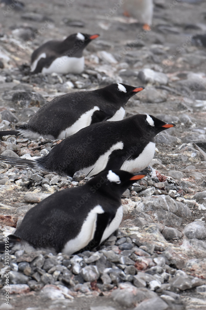 Fototapeta premium Gentoo penguin incubating their eggs in Barrientos Island, Antarctica