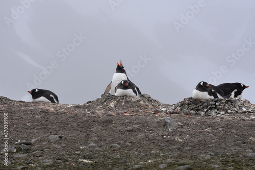 Gentoo penguin incubating their eggs in Barrientos Island  Antarctica