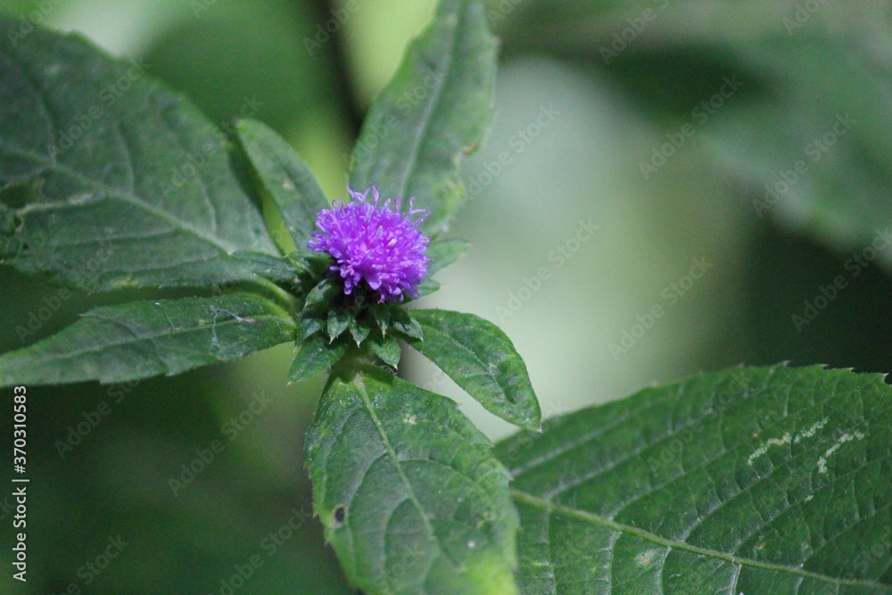Closeup photography of violet flower with green background Closeup photography of violet flower with green background
