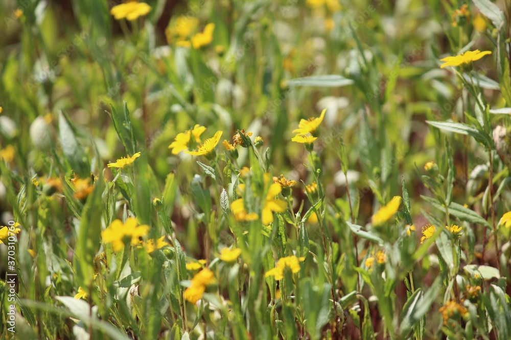 yellow flowers in spring yellow flowers in spring