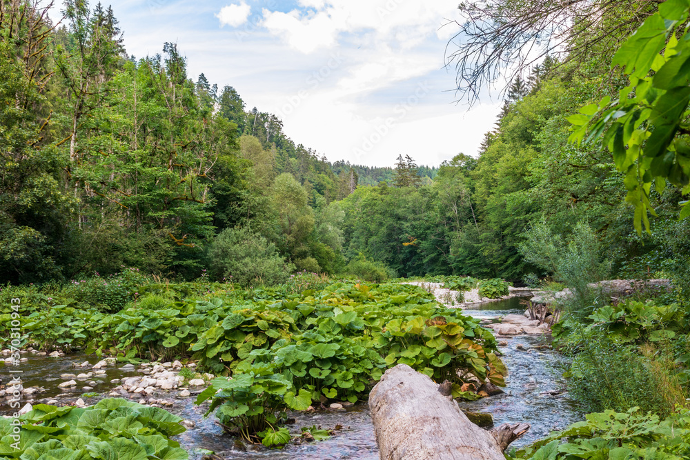 Wutachschlucht - Schwarzwald - Baden Württemberg