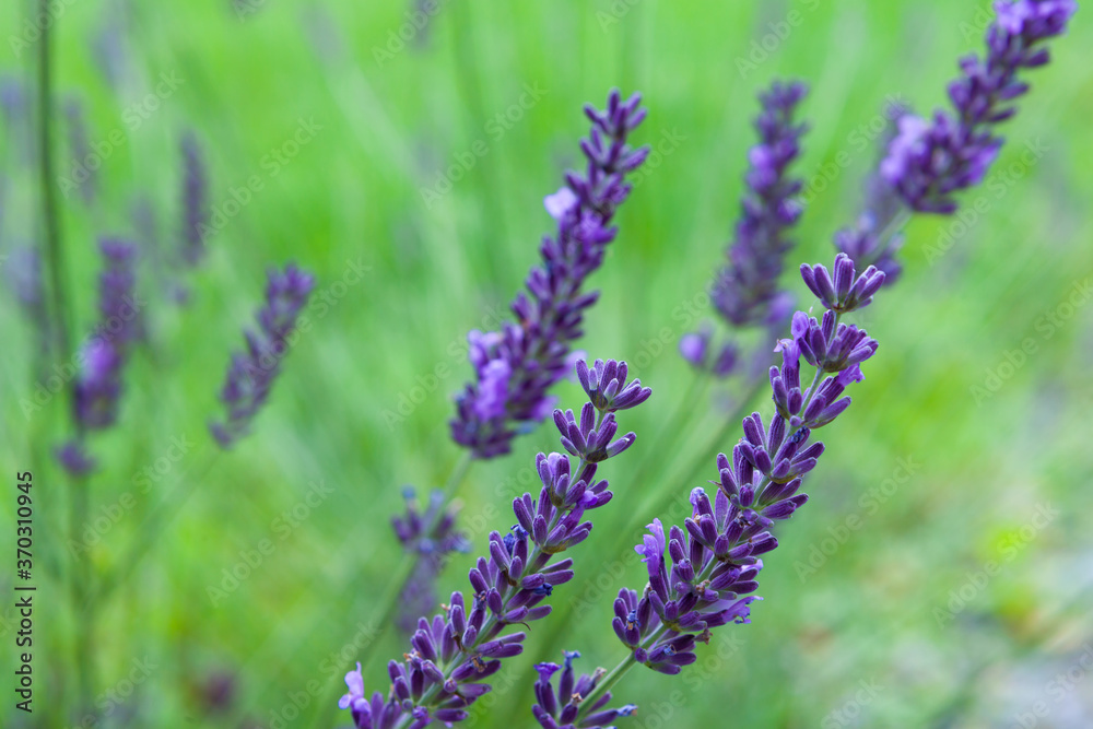 Fototapeta premium Violet lavender flowers in the field in daylight.