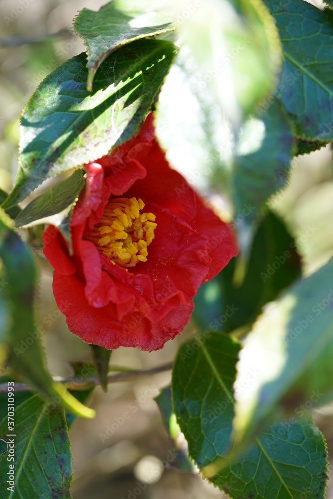 Light Red Flower of Camellia in Full Bloom
Light Red Flower of Camellia in Full Bloom