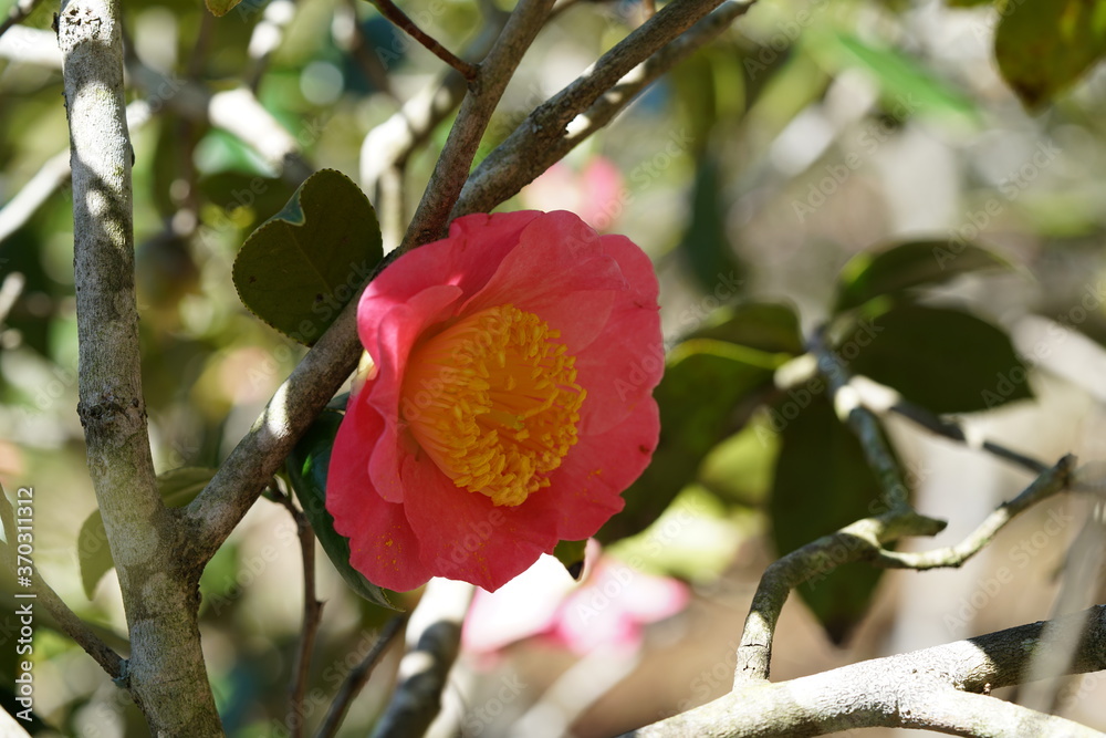 Obraz premium Light Pink Flower of Camellia in Full Bloom 