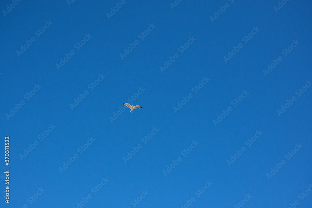 Lone Seagull In Dark Blue Sky With Generous Copy Space Lone Seagull In Dark Blue Sky With Generous Copy Space