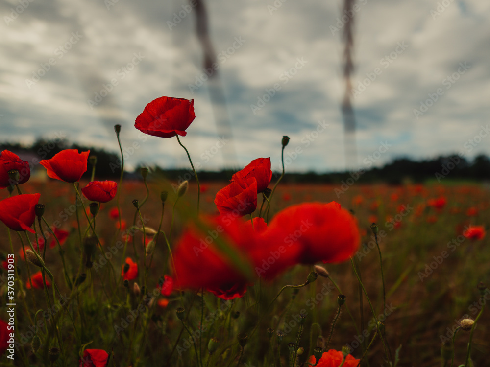 Obraz premium Polne maki