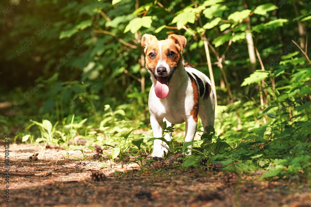 Small Jack Russell terrier standing on forest road, her tongue out, looks like smiling, sun shines through trees Small Jack Russell terrier standing on forest road, her tongue out, looks like smiling, sun shines through trees