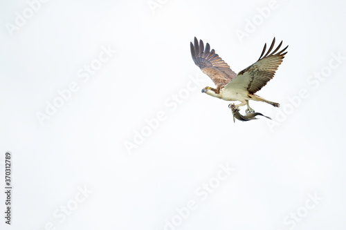 Osprey (Pandion haliaetus) flying with a catched fish at a lake in Germany
