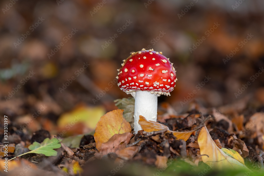 Fly-agaric on the forest floor with yellow green and brown leafs Fly-agaric on the forest floor with yellow green and brown leafs