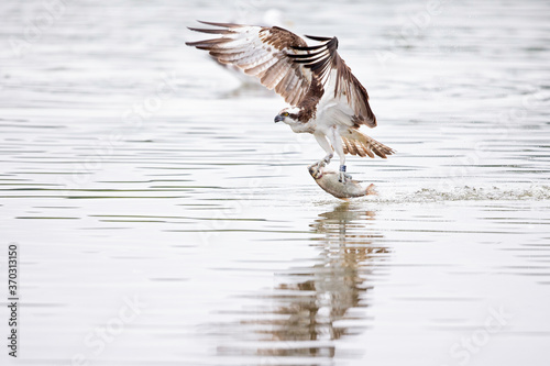 Osprey (Pandion haliaetus) catching a fish at a lake in Germany