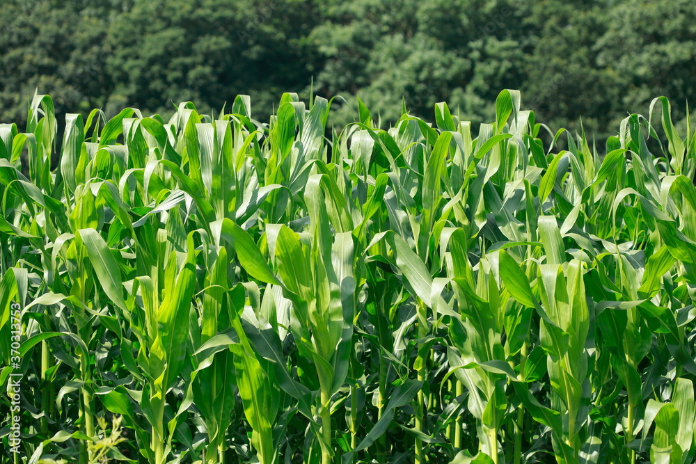 Obraz premium Maisfeld (Zea mays subsp. mays) , Bremen, Deutschland, Europa