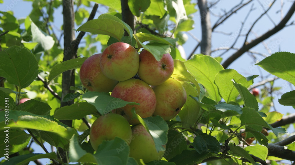 appel appel