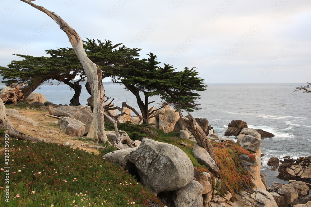Landscape of Pescadero Point with ghost trees during sunset along 17 Mile Drive in the coast of Pebble Beach, California Landscape of Pescadero Point with ghost trees during sunset along 17 Mile Drive in the coast of Pebble Beach, California
