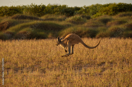 A kangaroo hopping in the Australian outback