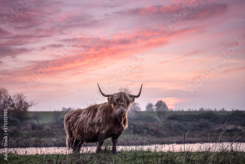Fényképezés Highland cattle with big horns grazing at the Dintelse Gorzen in the Netherlands