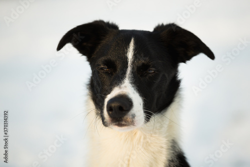 isolated black and white border collie sitting in the snow in winter blinking